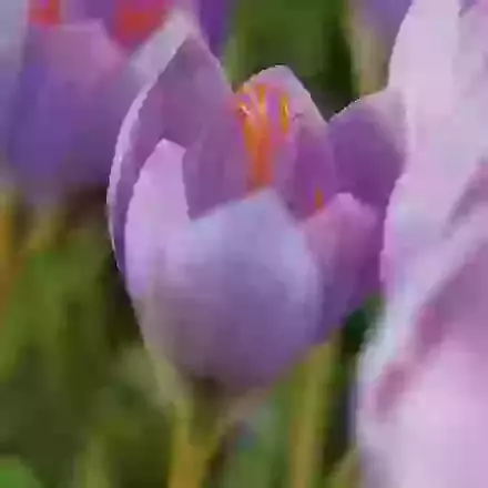Speciosus SSP Speciosus